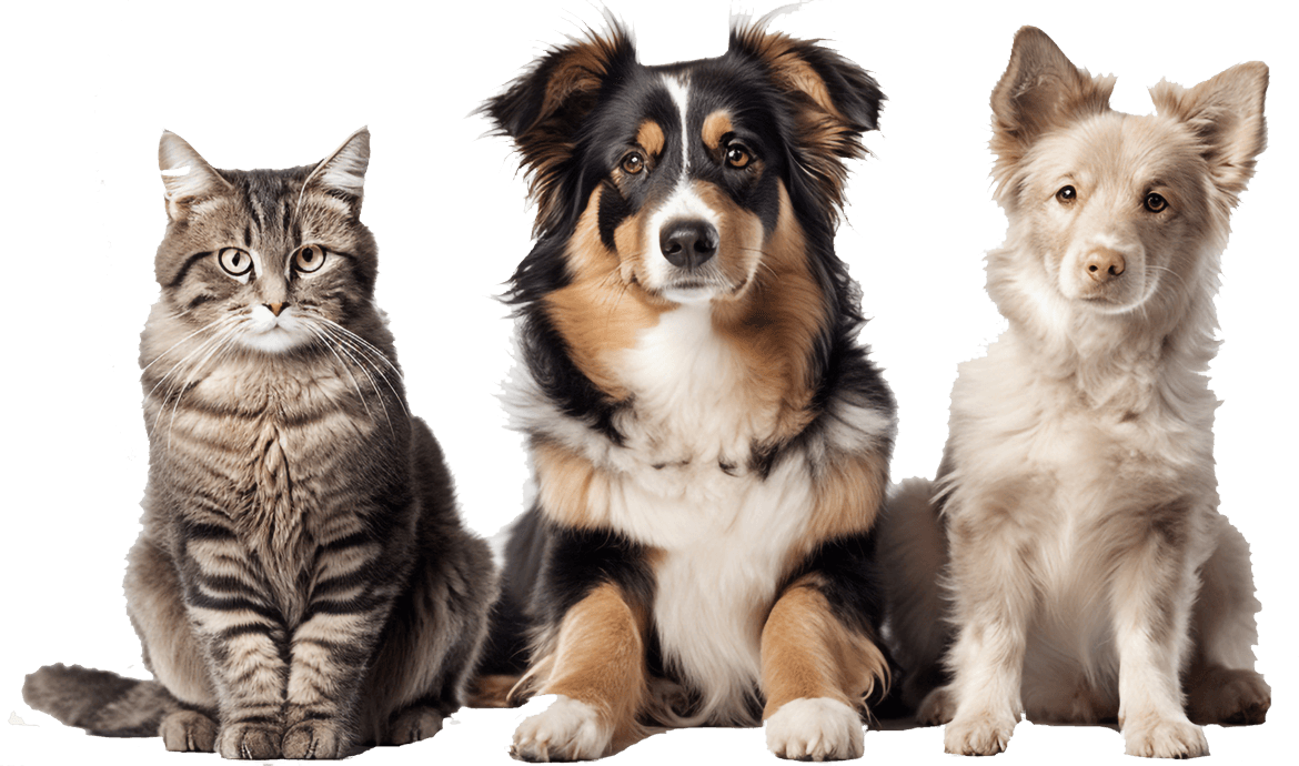 A tabby cat and two dogs sitting together